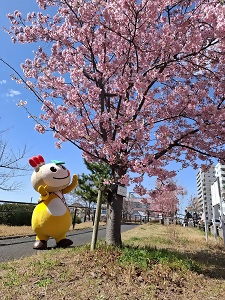 河津桜を見上げるかまたんの写真