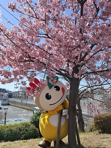 河津桜の木の陰から覗くかまたんの写真