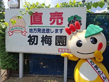 初梅園の看板とかまたんの写真