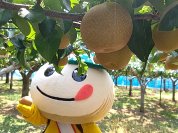 梨園で梨狩りを楽しむかまたんの写真