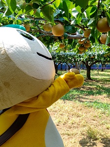 梨の木にたわわに実る梨を見上げるかまたんの写真