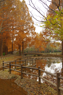 秋の頃の貝柄山公園の写真