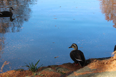 池のほとりにいる鴨の写真