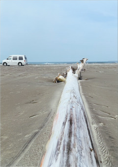 砂浜に倒れる木の写真