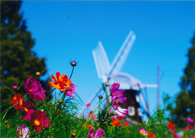 花と風車の写真