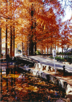 公園内の橋と紅葉の写真