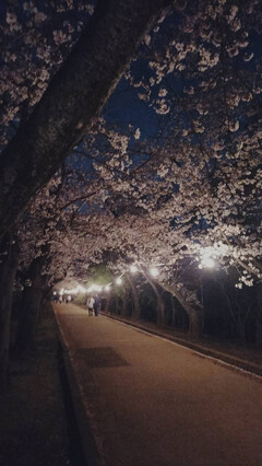 市制記念公園内の夜桜の写真