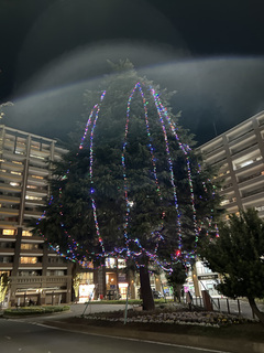 鎌ケ谷駅前のクリスマスツリーの写真