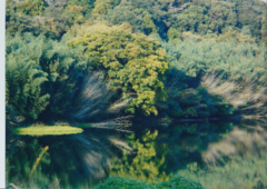 川に反射する木々の写真