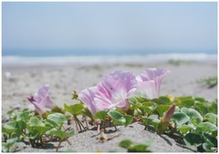 白里海岸に咲く花の写真