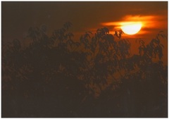 県立松戸高校から撮影した夕焼けの写真