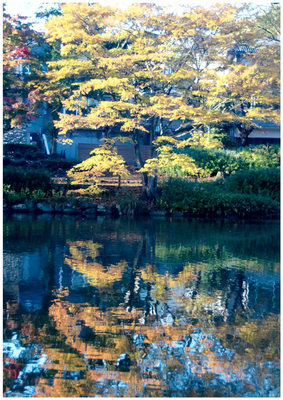 市川市のじゅん菜池緑地で撮影された写真。池周辺には木々が並び、その木々が水面にきれいに映しだされた写真です。