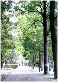 印西市の北総花の丘公園内で撮影された美しい緑の写真です。