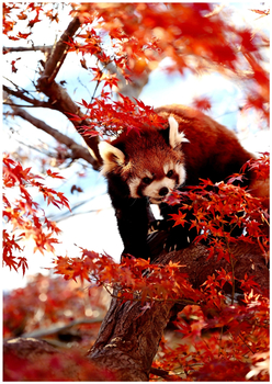 市川市動植物園で撮影されたレッサーパンダが紅葉の中を冒険している様子の写真です。
