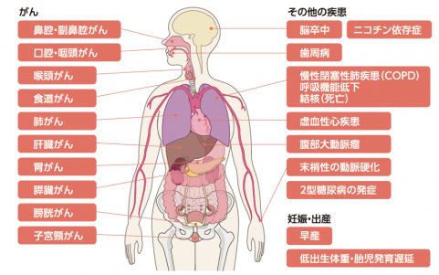 喫煙・受動喫煙による身体への様々な影響の画像
