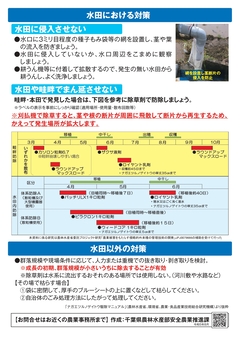 ナガエツルノゲイトウの注意啓発ポスター(裏)