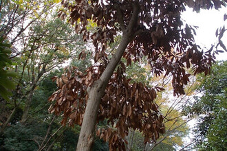 ナラ枯れによって枯れた樹木（写真）