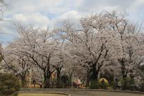 満開の桜の写真