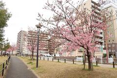 令和6年2月22日に撮影した河津桜の写真