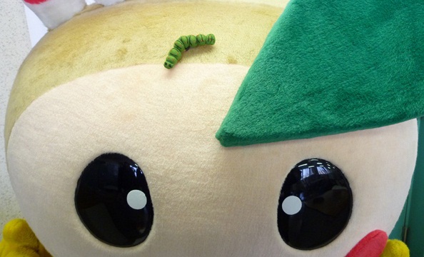 あおむしー!