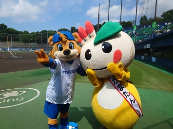 ファイターズのカビーとかまたんの写真