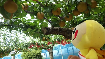 梨の木とかまたんのぬいぐるみの写真