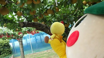 梨の木の下でぬいぐるみをだっこするかまたんの写真