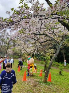 桜の木の下で子ども達と遊ぶかまたんの写真