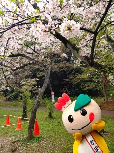 桜の花とかまたんの写真