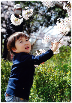 子どもと桜の写真