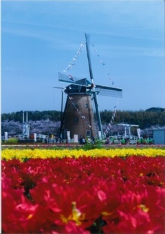 風車とチューリップの写真