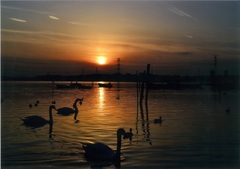 夕日と水辺と鳥の写真