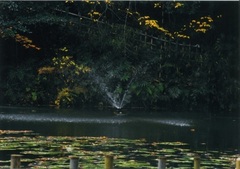 枝と噴水の写真