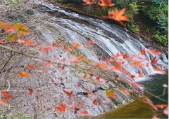 粟又の滝と紅葉の写真