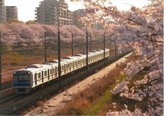 電車と桜並木の写真