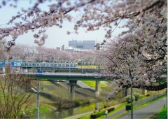 桜の花と電車が走る写真