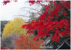 本土寺の紅葉の写真