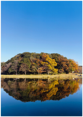 青空と紅葉した木々が千駄堀池の水面に綺麗に反射している写真