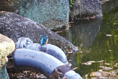 小さな青い鳥が貝柄山公園の水辺で羽を休めている様子を撮影した写真