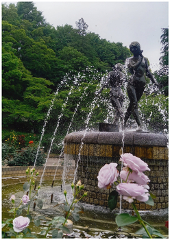 里見公園に咲くバラの花越しに噴水から水が噴き出る様子の写真