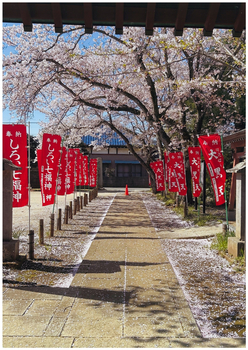 しろい七福神の参道の両脇に赤いのぼりが立ち、大きな桜が咲き誇っている写真