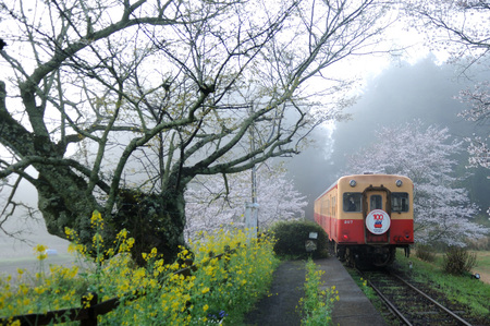 線路沿いに桜の木が並ぶ線路の上を列車が走る写真