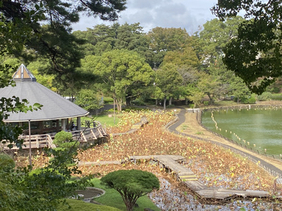 秋、千葉公園の綿打池のオオガハスが黄色に色づいた蓮華亭付近の写真