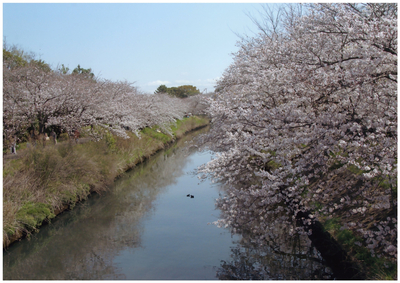 海老川沿いにたくさんの桜が綺麗に咲いている写真