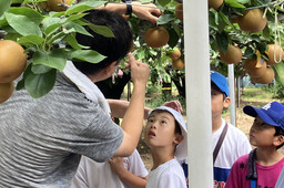 梨狩りをしている様子（写真）