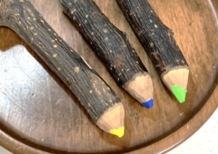 梨の剪定枝の色鉛筆