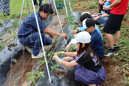 実際にトマトの苗を植えている様子(写真)