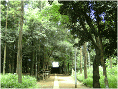 27．根頭神社の森(クリックすると大きな写真がご覧いただけます）
