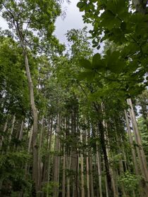 約2ヘクタールの広大な森が広がっている写真