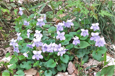タチツボスミレの花の写真